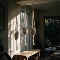 Wren plant hangers suspended near a window in afternoon light