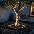 Ring of ground uplights around an olive tree trunk lighting the bark at dusk.