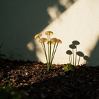Unlit mushroom light cluster in mulch casting small round shadows on a wall.